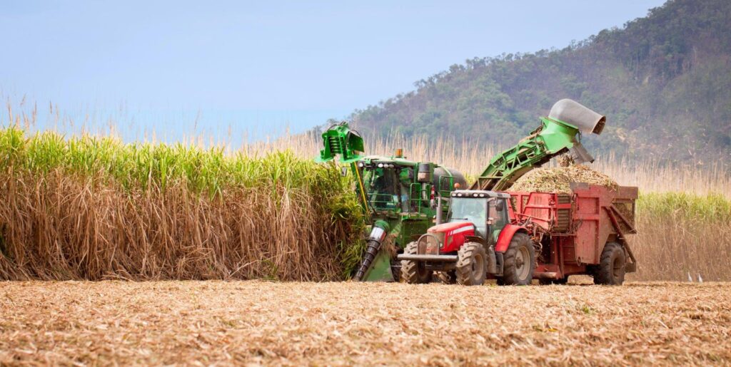 Harvesting Sugarcane