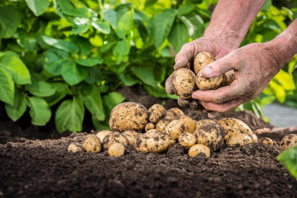 French Fries: Harvesting and Sorting