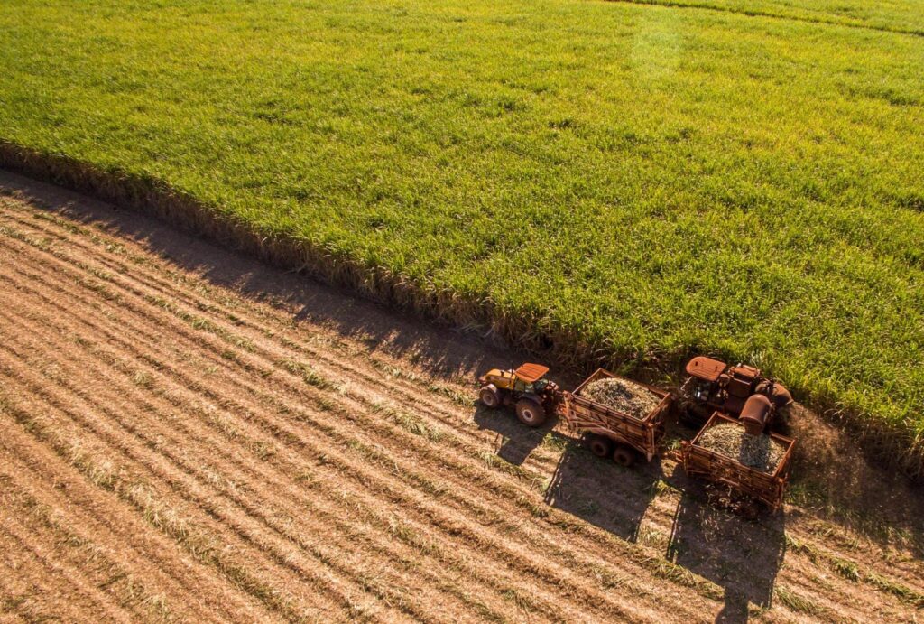 Sugarcane Cultivation Brazil