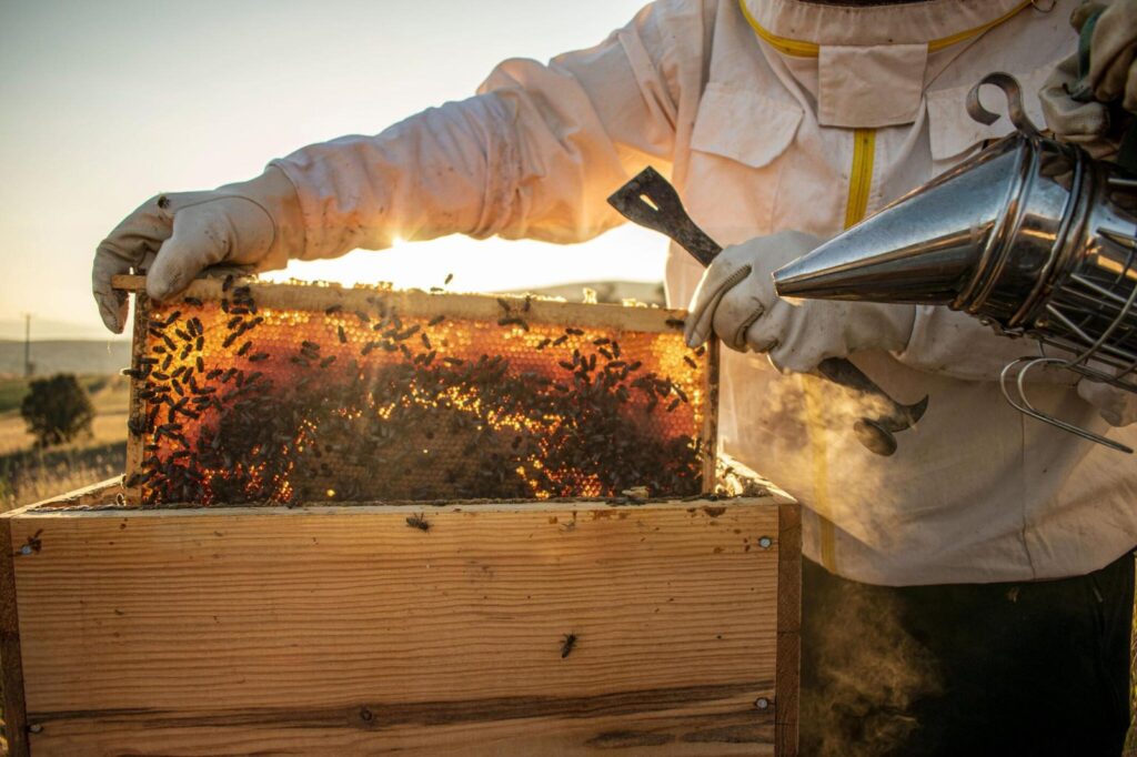 Honey Harvesting