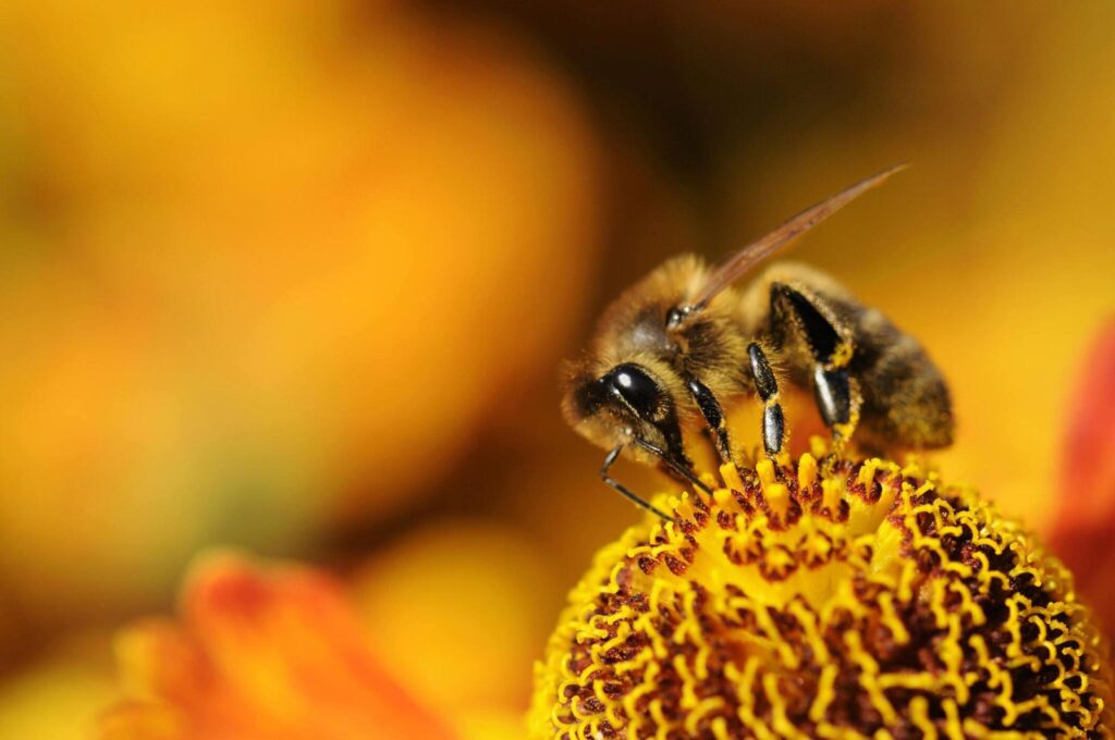 Gathering Nectar