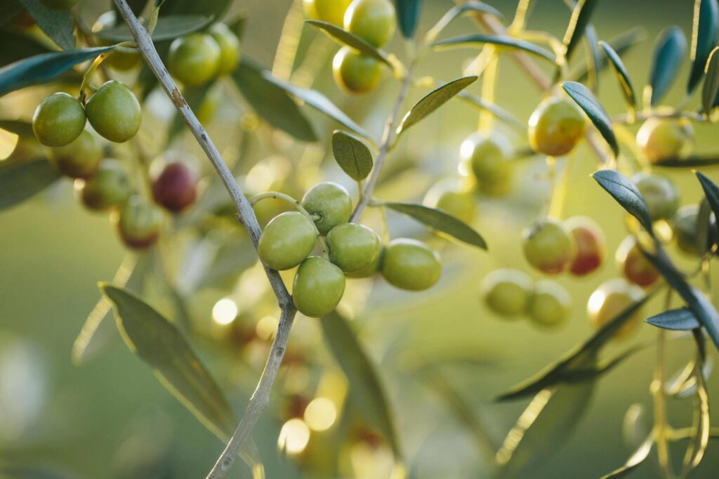 The Olive Orchard - Extra Virgin Olive Oil Journey: From Orchard to Table