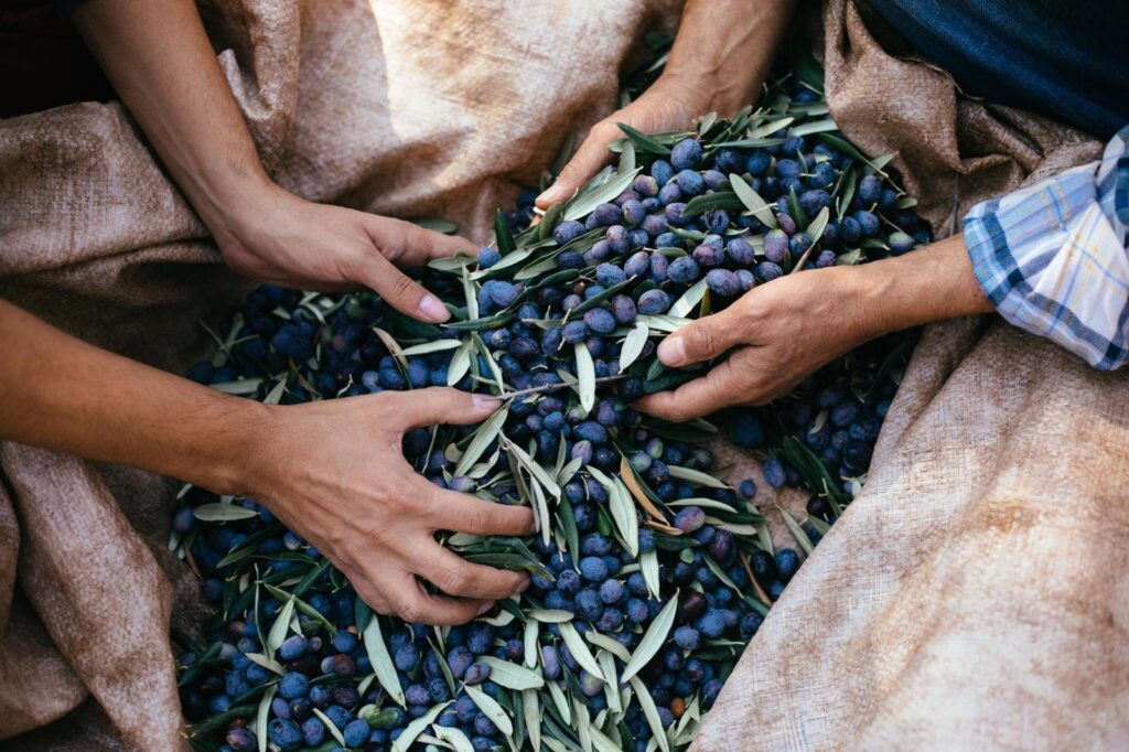 The Olive Harvest - Extra Virgin Olive Oil Journey: From Orchard to Table