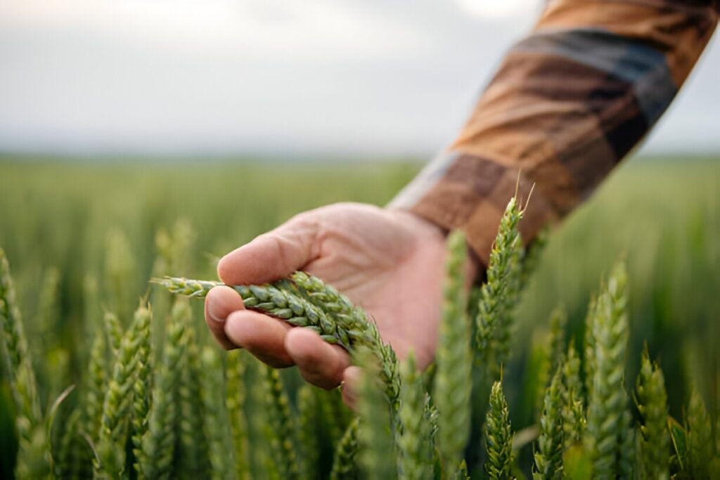 Farmers Cultivating Plant Based Foods