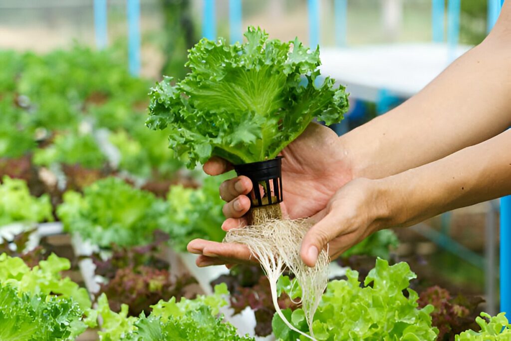 Indoor Farming: Hydroponics