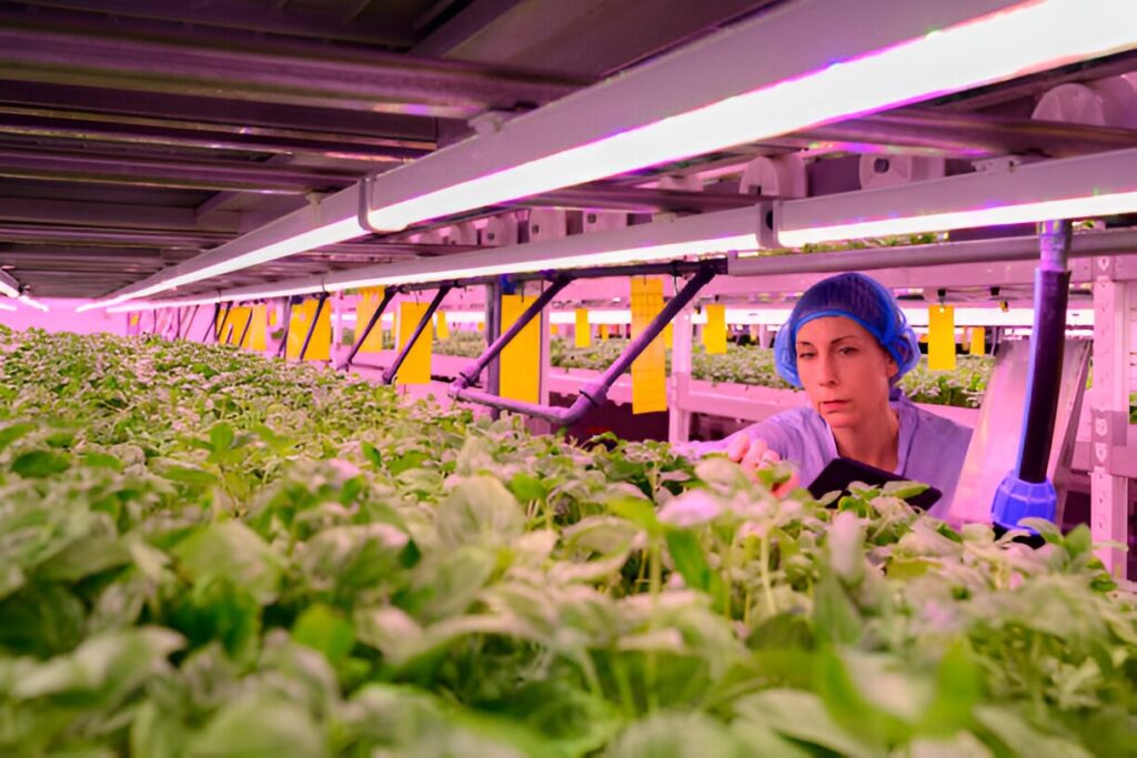 Basil Indoor Farming