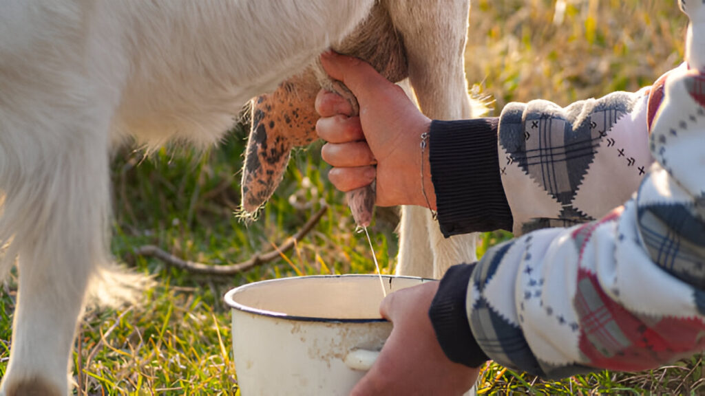 Goat Milk Production