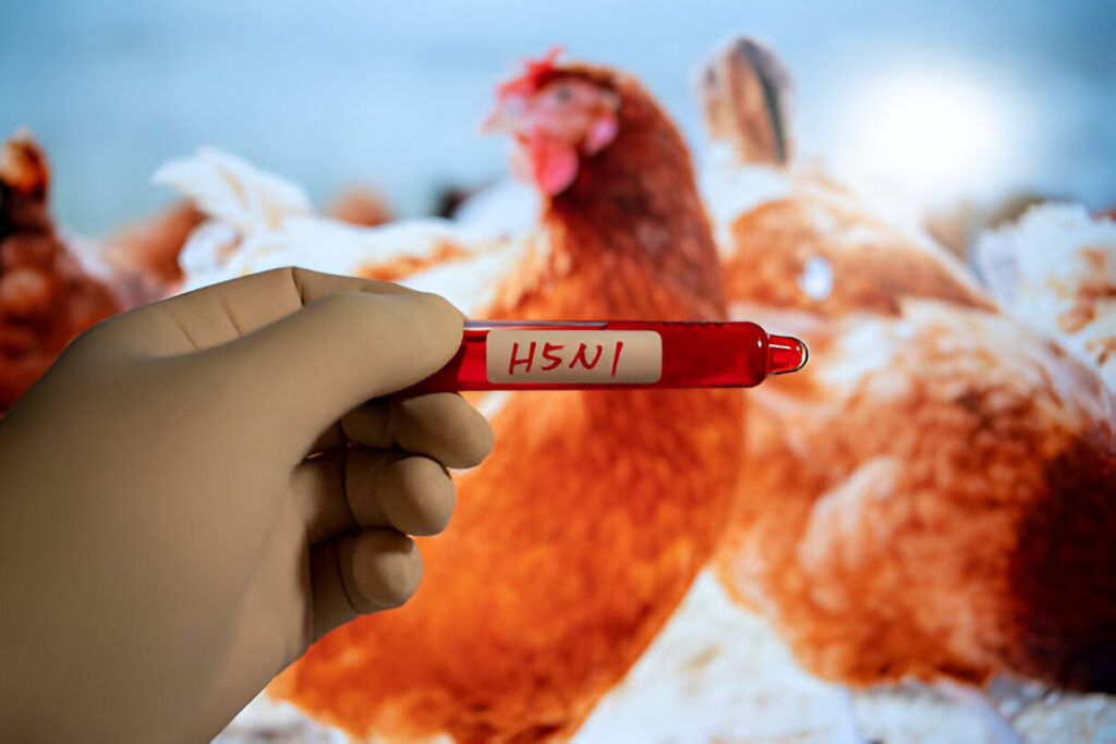 Bird Flu: H5N1