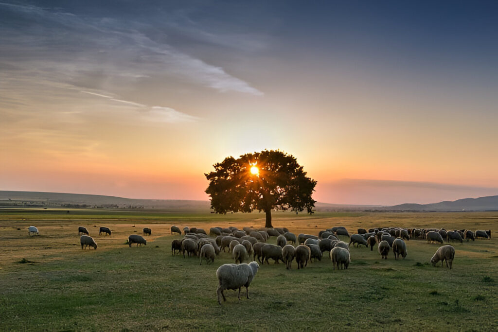 Extensive Livestock Farming